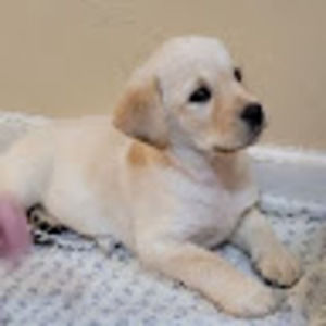 Meet your Posher, Elpidio